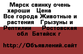 Марск свинку очень хароши › Цена ­ 2 000 - Все города Животные и растения » Грызуны и Рептилии   . Ростовская обл.,Батайск г.